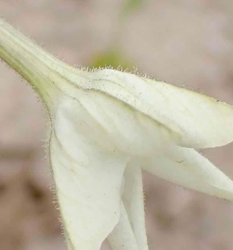 Nicotiana quadrivalvis