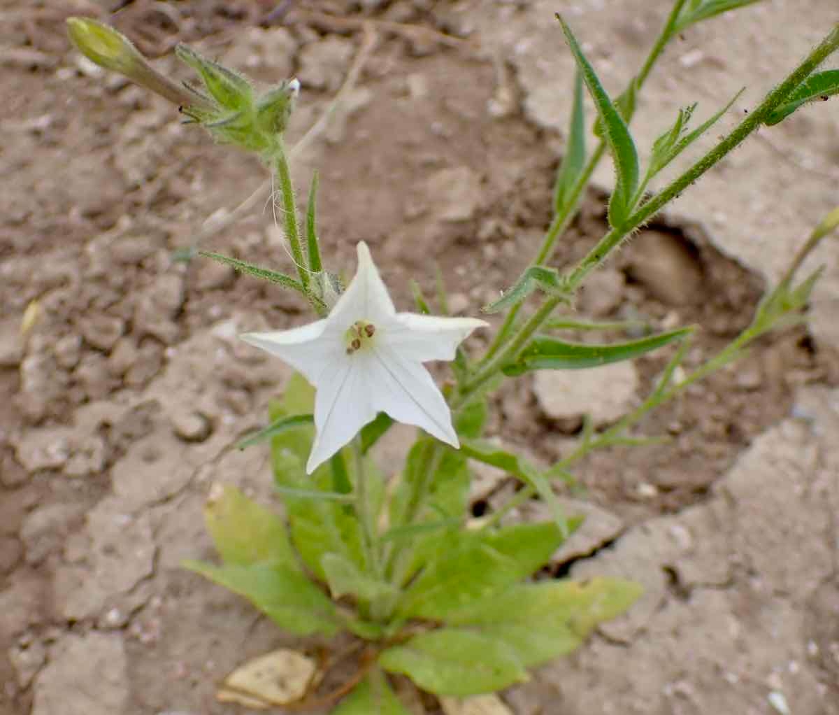 Nicotiana quadrivalvis