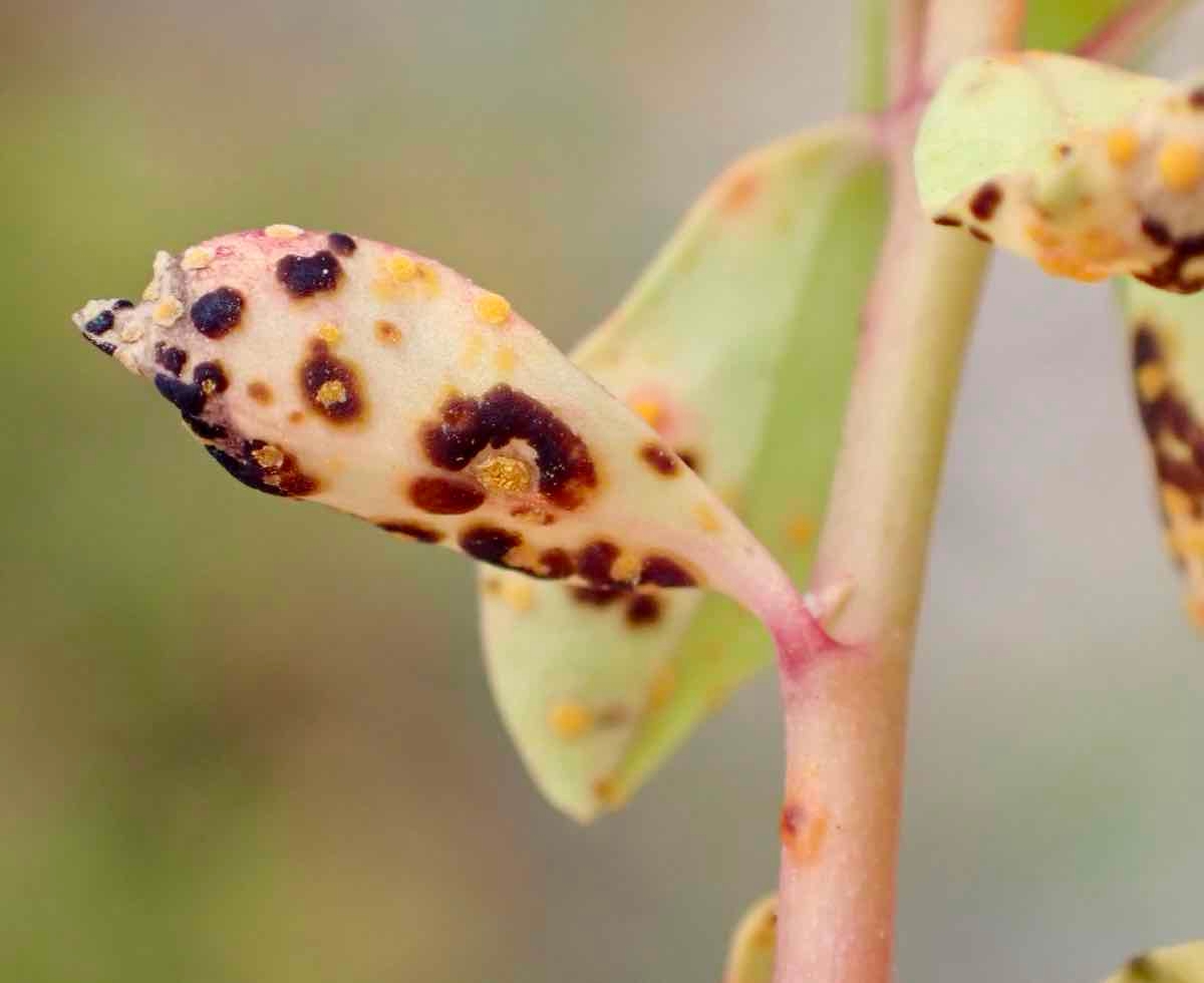 Euphorbia peplus