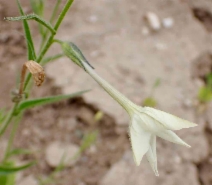 Nicotiana quadrivalvis