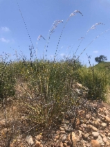 Stipa coronata