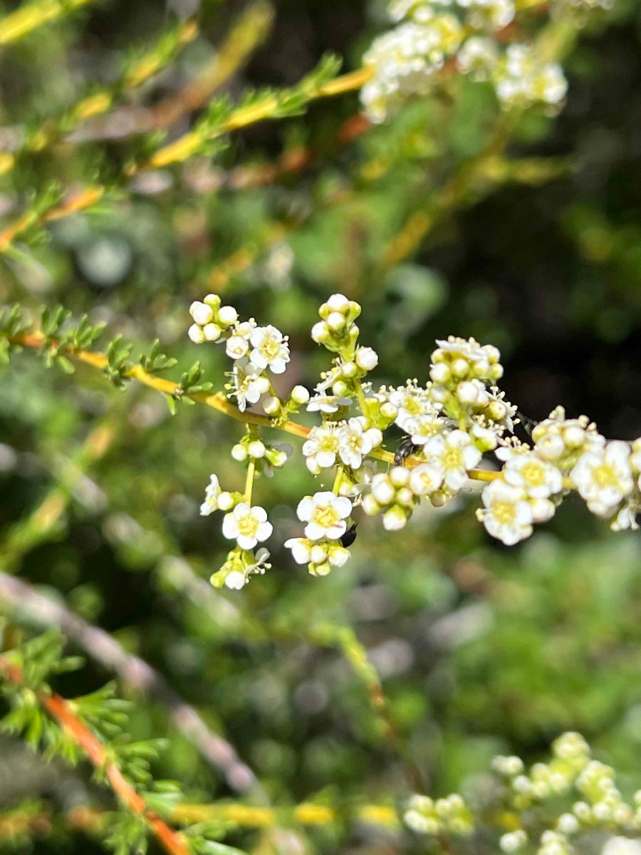 Adenostoma fasciculatum