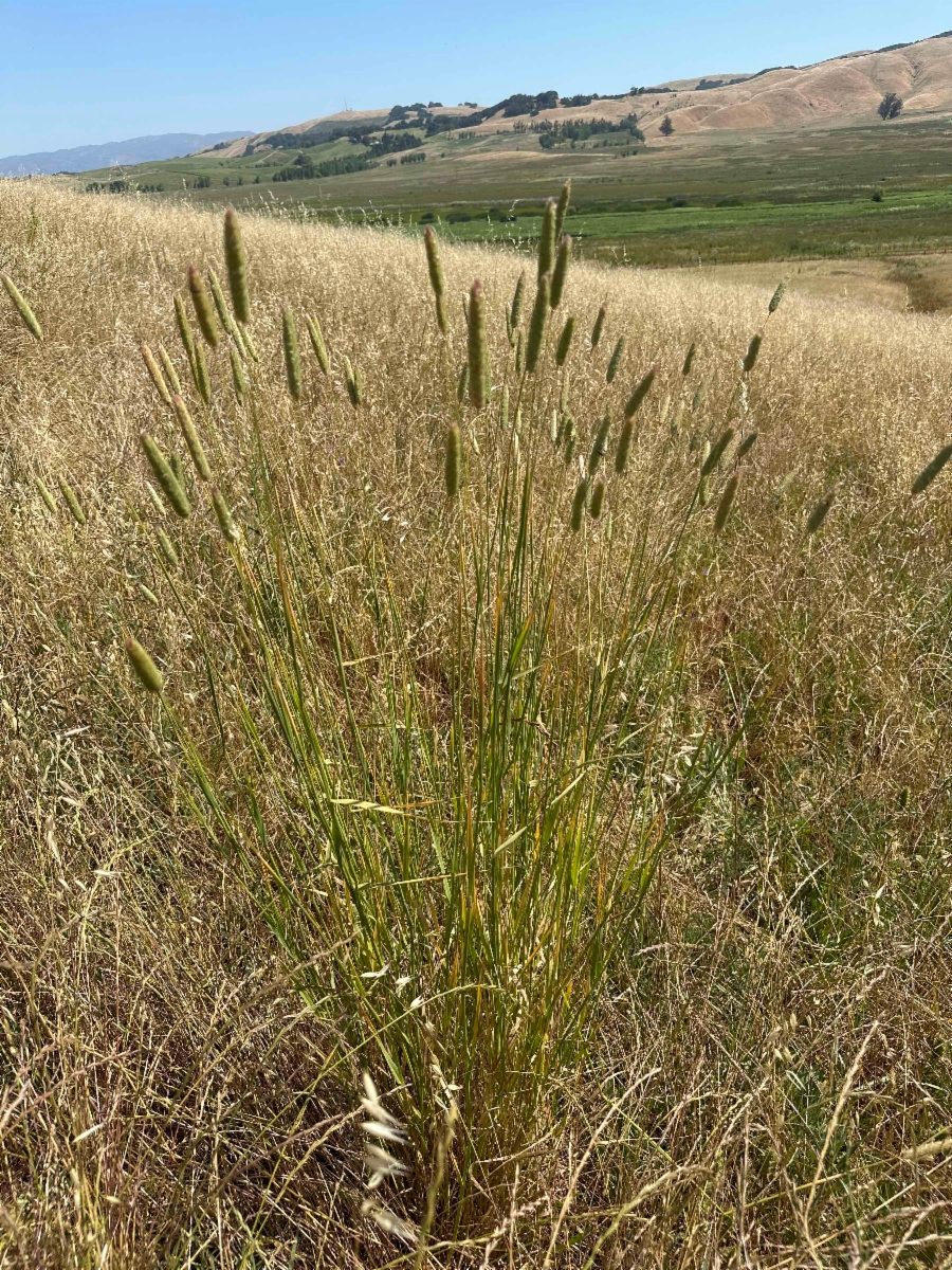 Phalaris aquatica