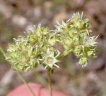 Horkelia tridentata ssp. tridentata