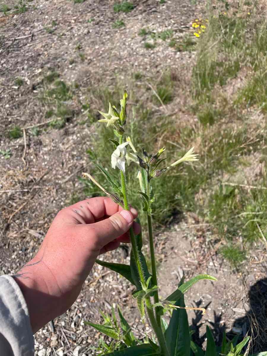 Nicotiana quadrivalvis