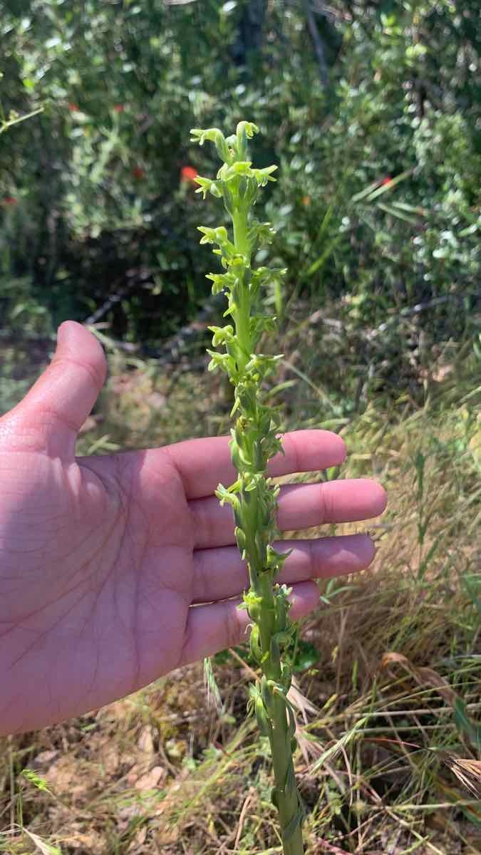 Piperia michaelii