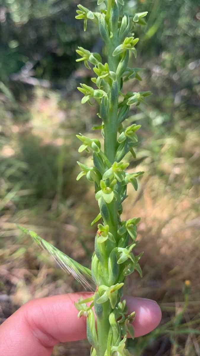 Piperia michaelii