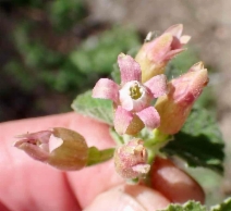 Ribes viscosissimum