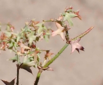 Centrostegia thurberi