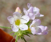 Navarretia prolifera ssp. prolifera