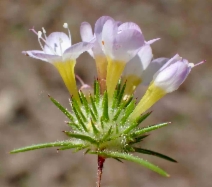 Navarretia prolifera ssp. prolifera