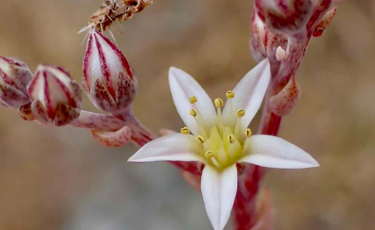 Dudleya blochmaniae ssp. blochmaniae