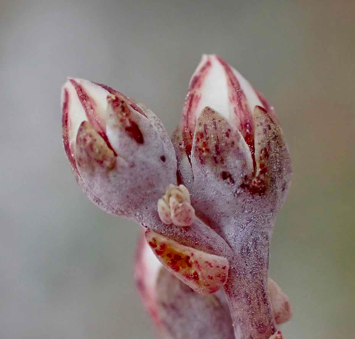 Dudleya blochmaniae ssp. blochmaniae