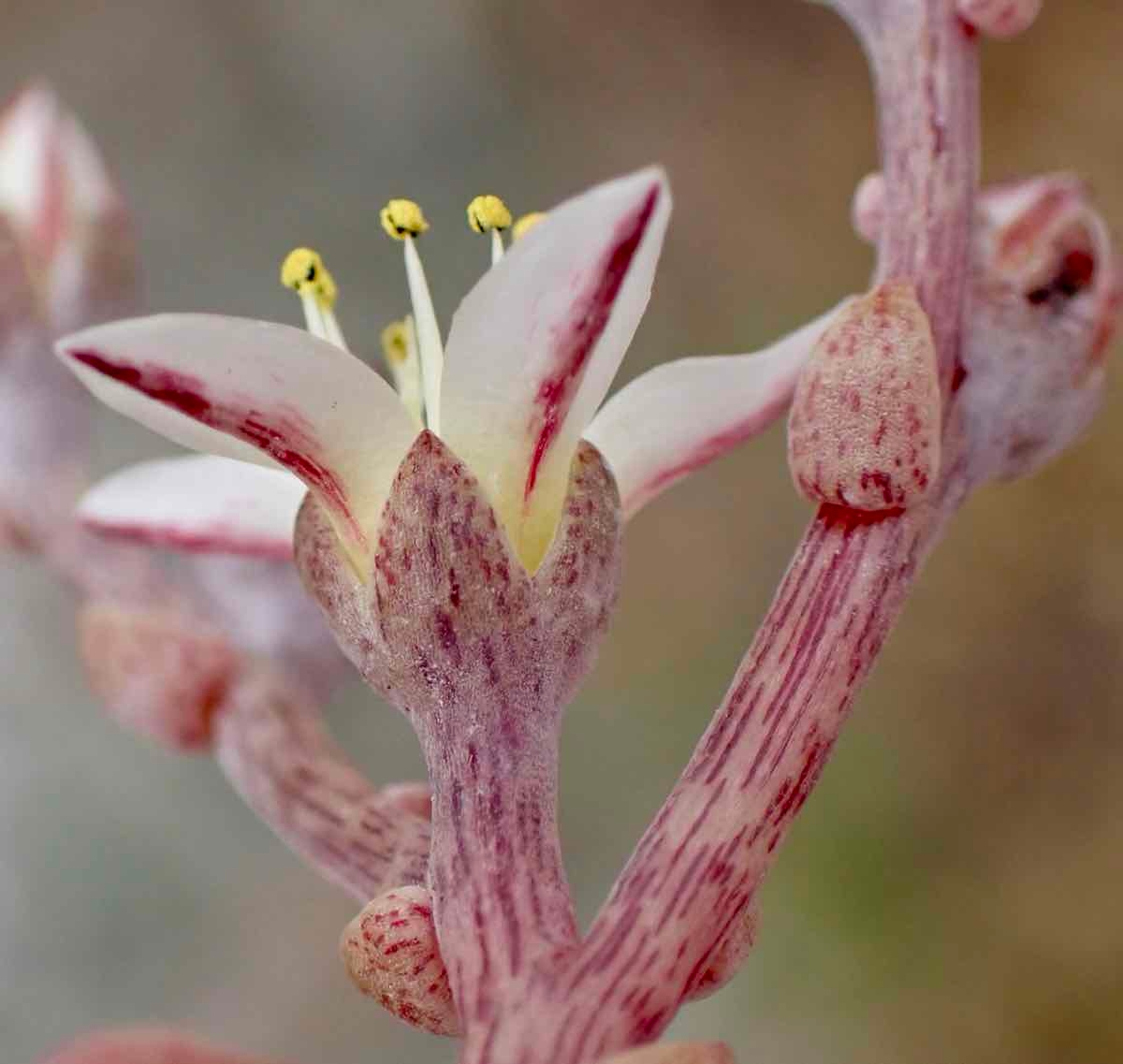 Dudleya blochmaniae ssp. blochmaniae