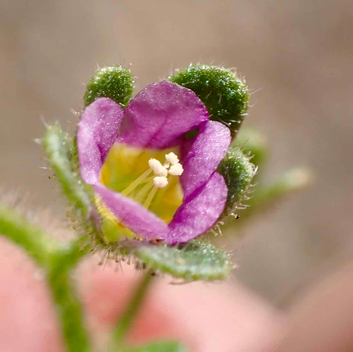 Eucrypta micrantha