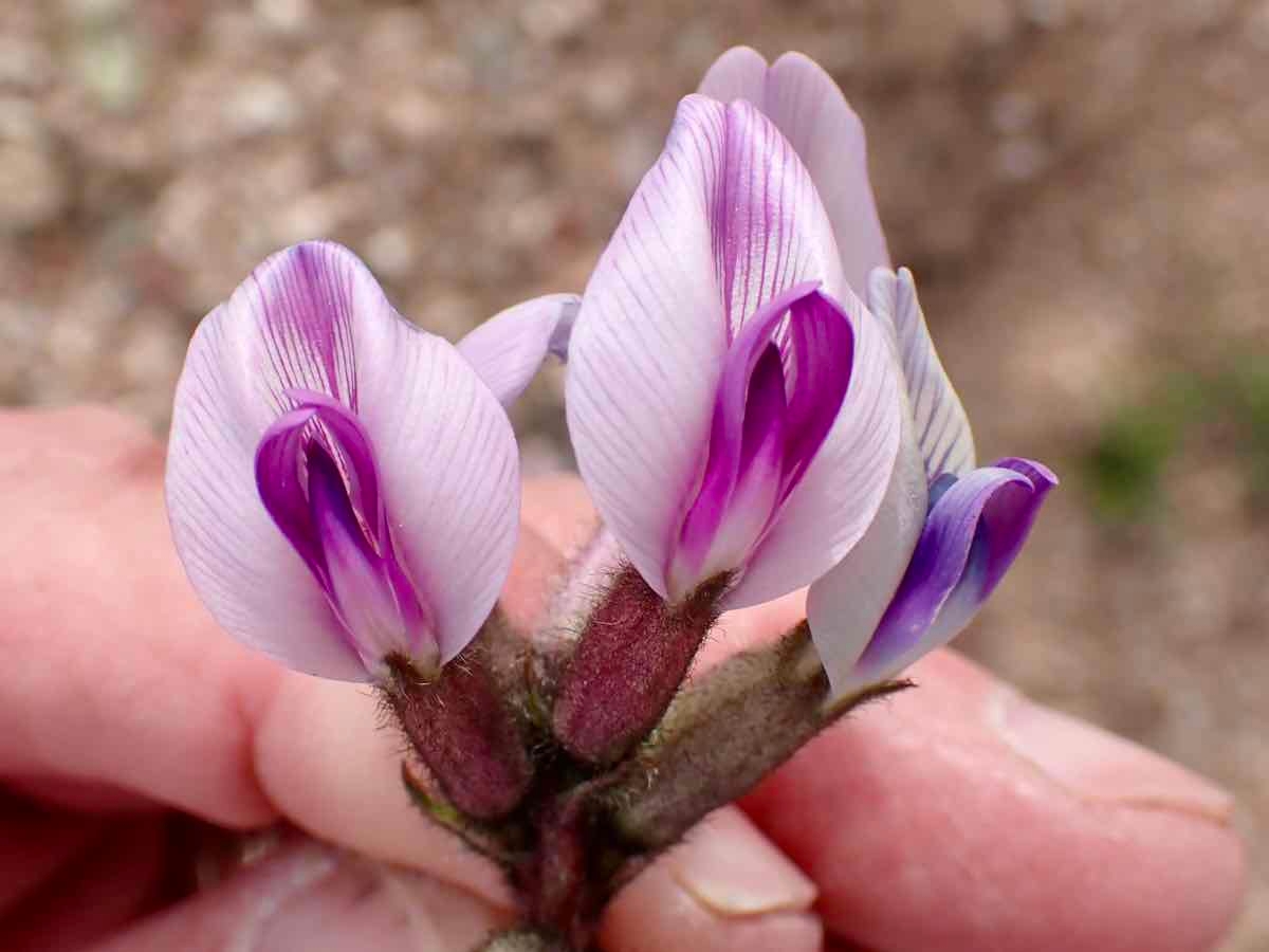 Astragalus newberryi var. newberryi