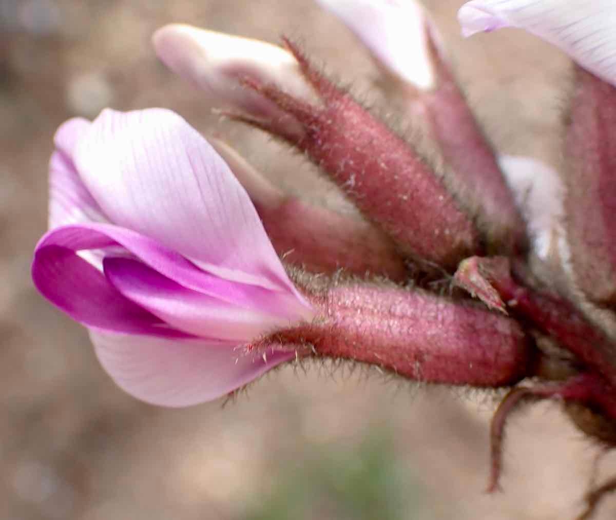 Astragalus newberryi var. newberryi