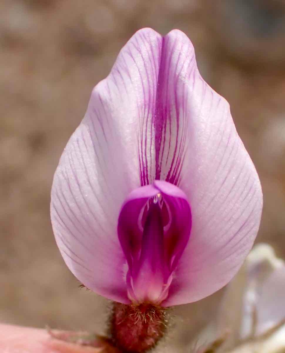 Astragalus newberryi var. newberryi