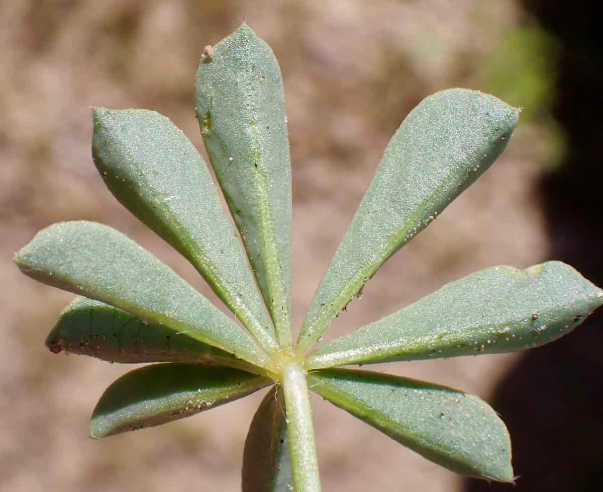 Lupinus odoratus