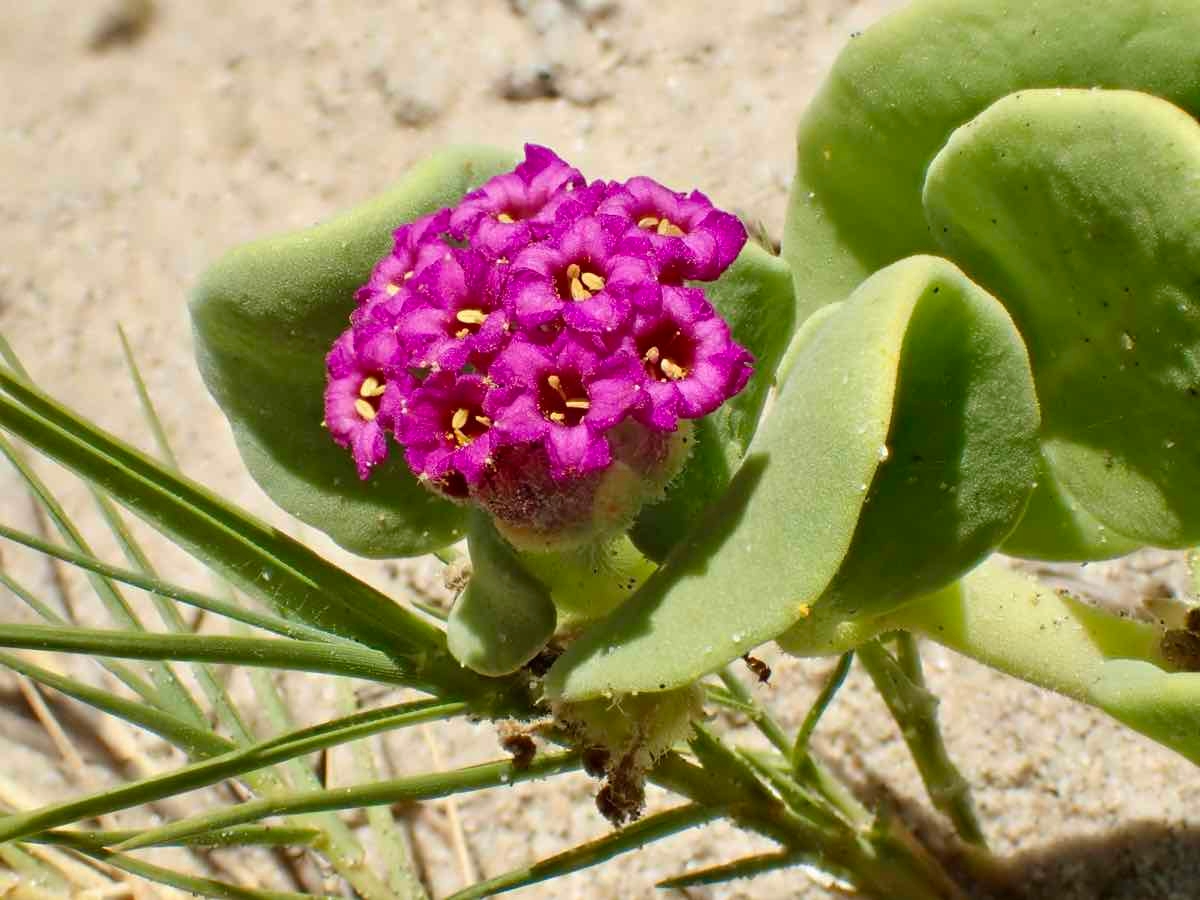 Abronia maritima