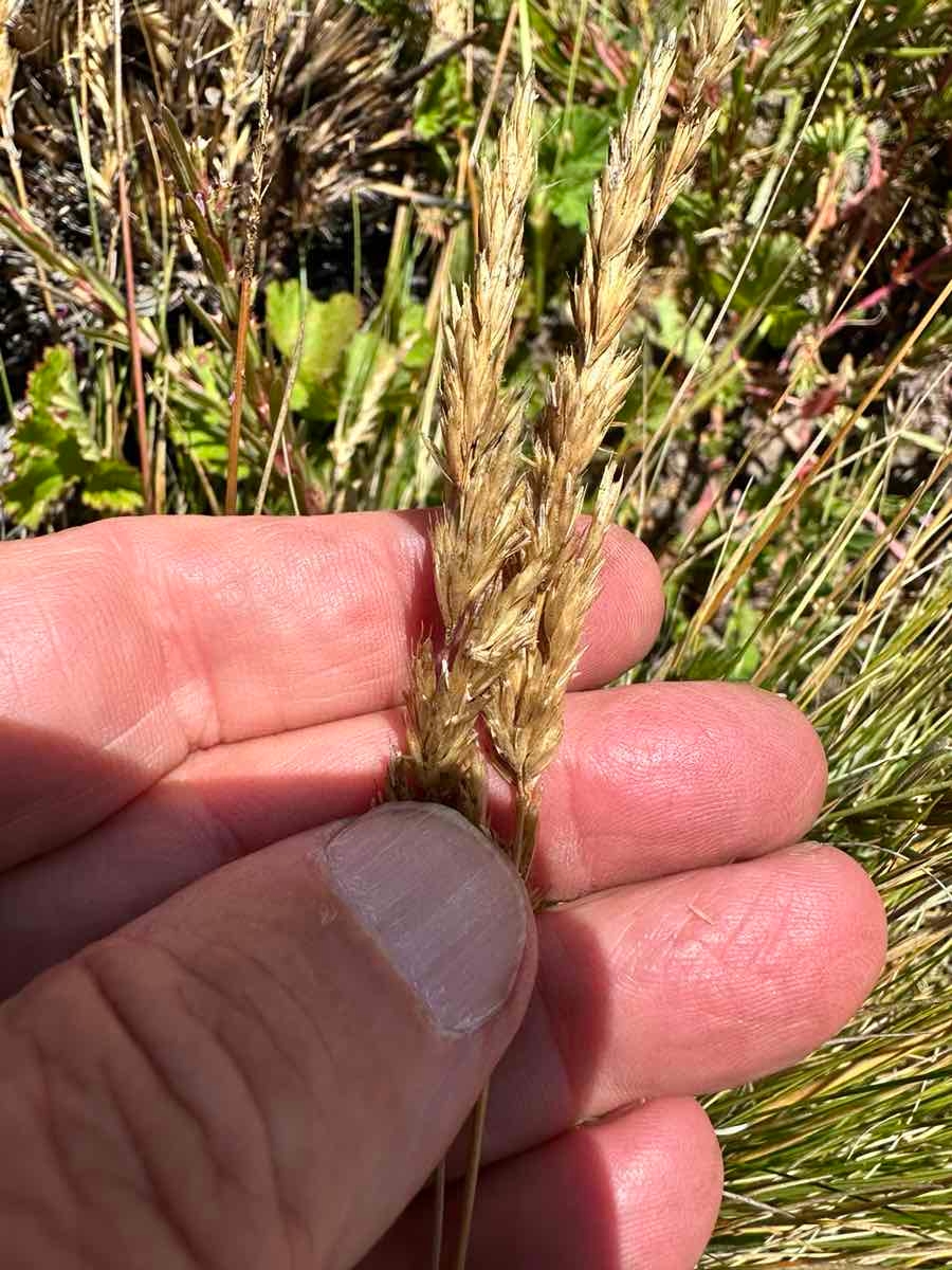 Deschampsia cespitosa ssp. holciformis