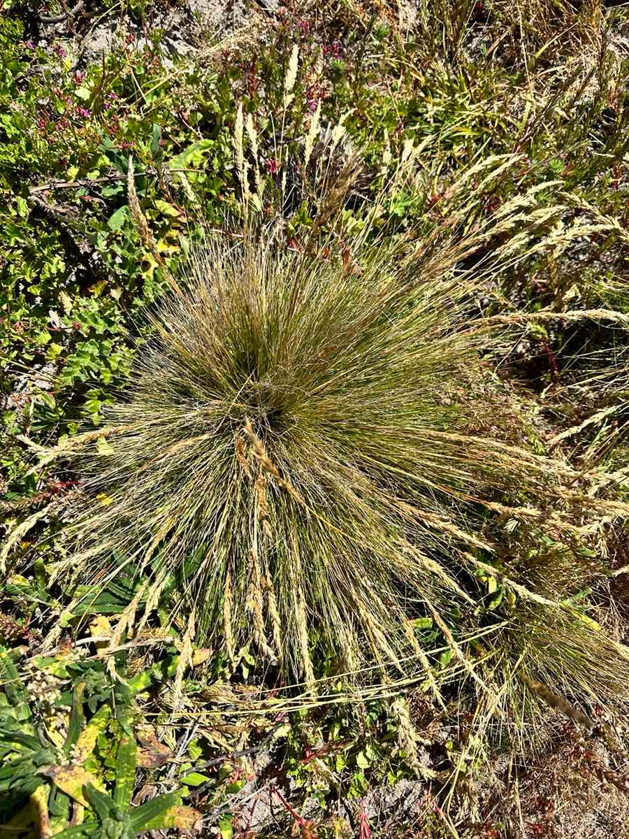 Deschampsia cespitosa ssp. holciformis