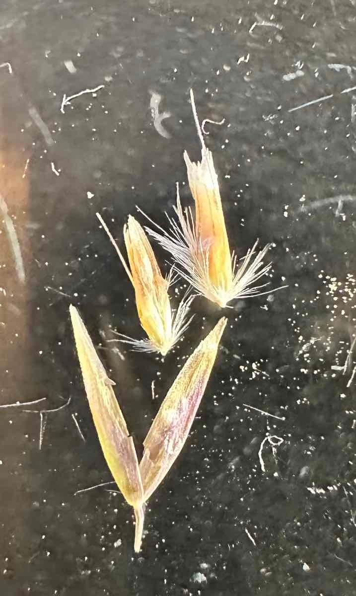 Deschampsia cespitosa ssp. holciformis