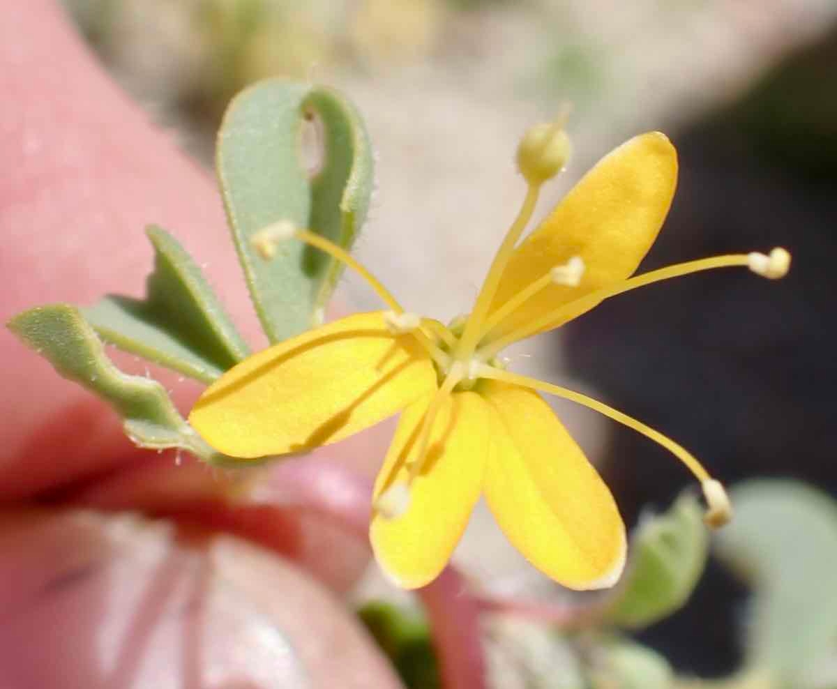 Cleomella obtusifolia