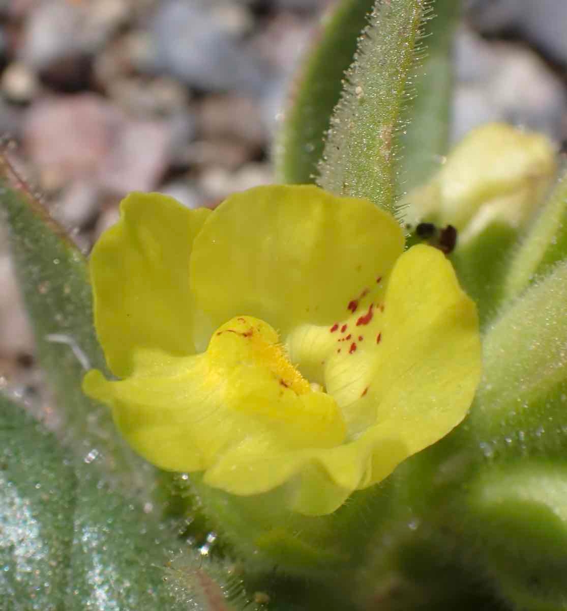 Antirrhinum mohavea