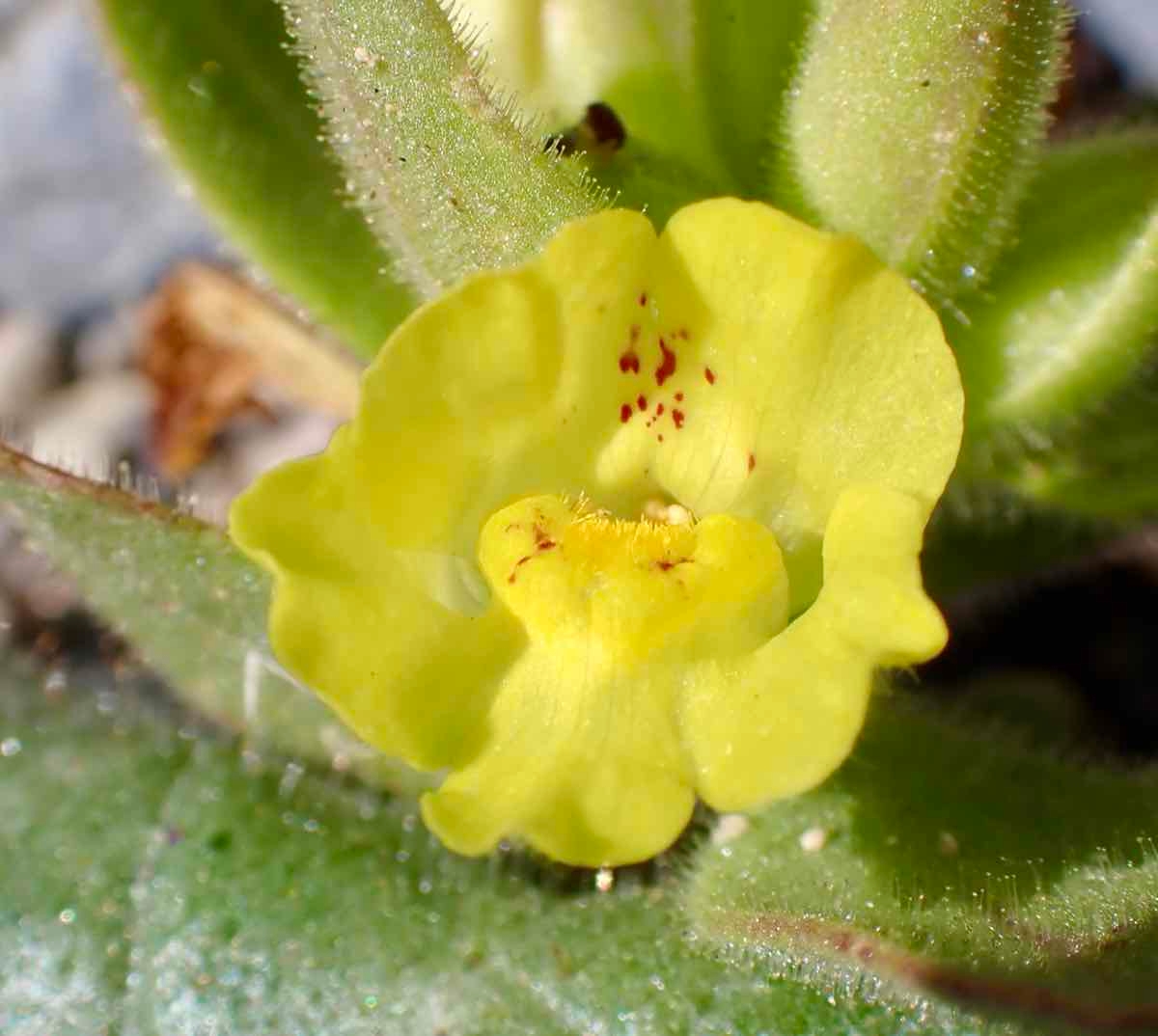 Antirrhinum mohavea