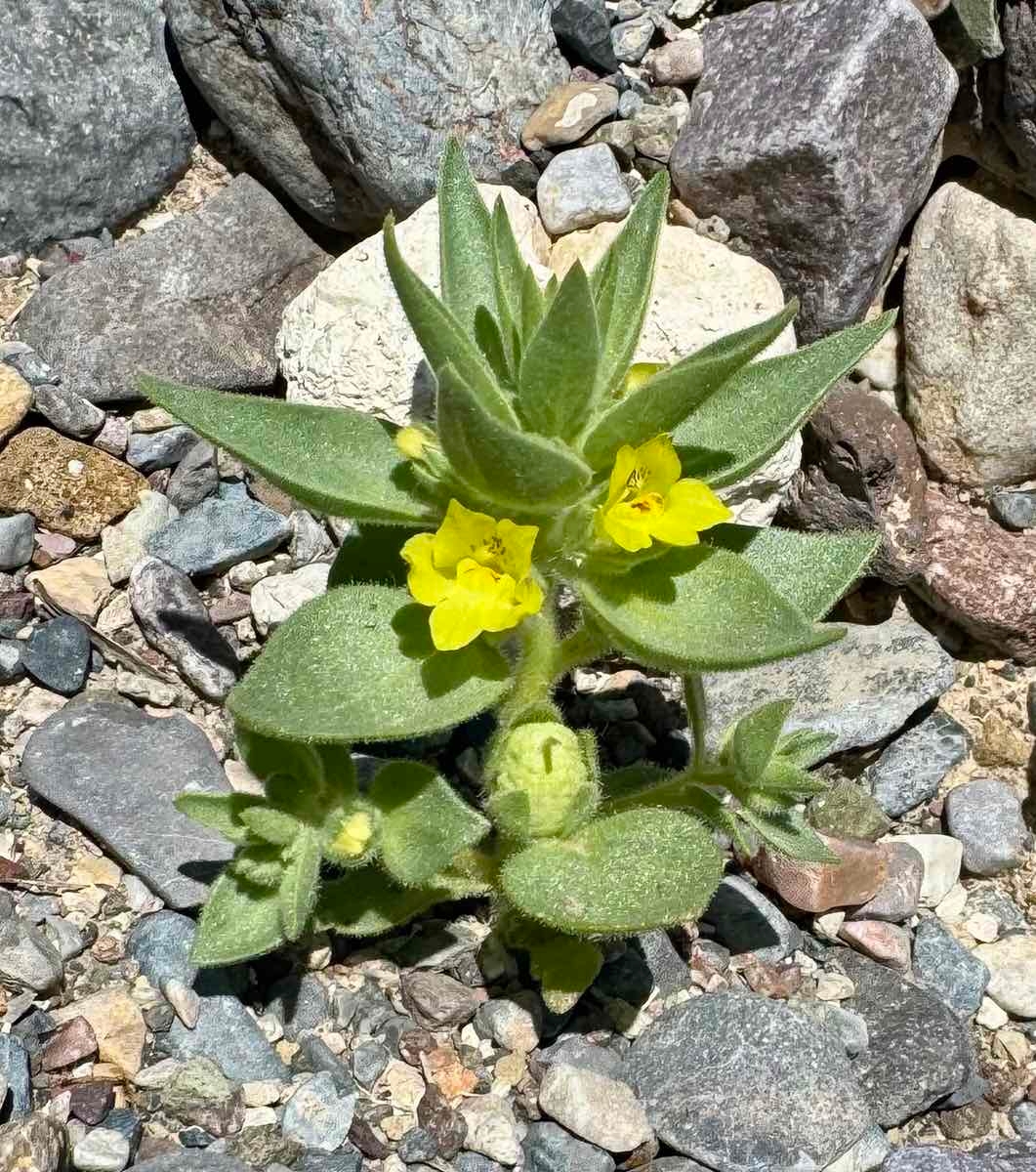 Antirrhinum mohavea