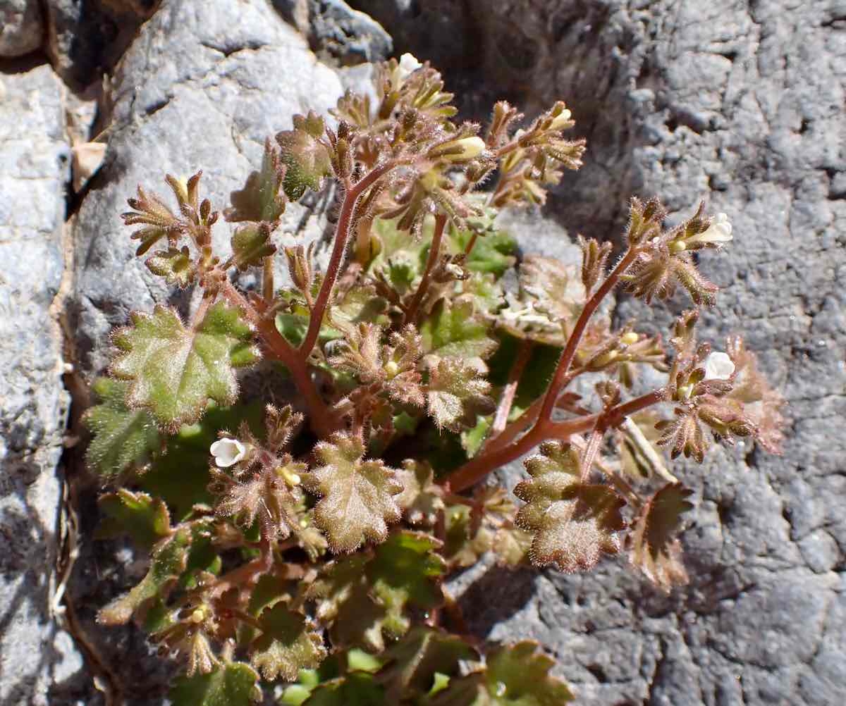 Phacelia rotundifolia