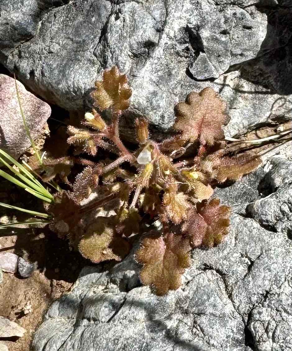 Phacelia rotundifolia