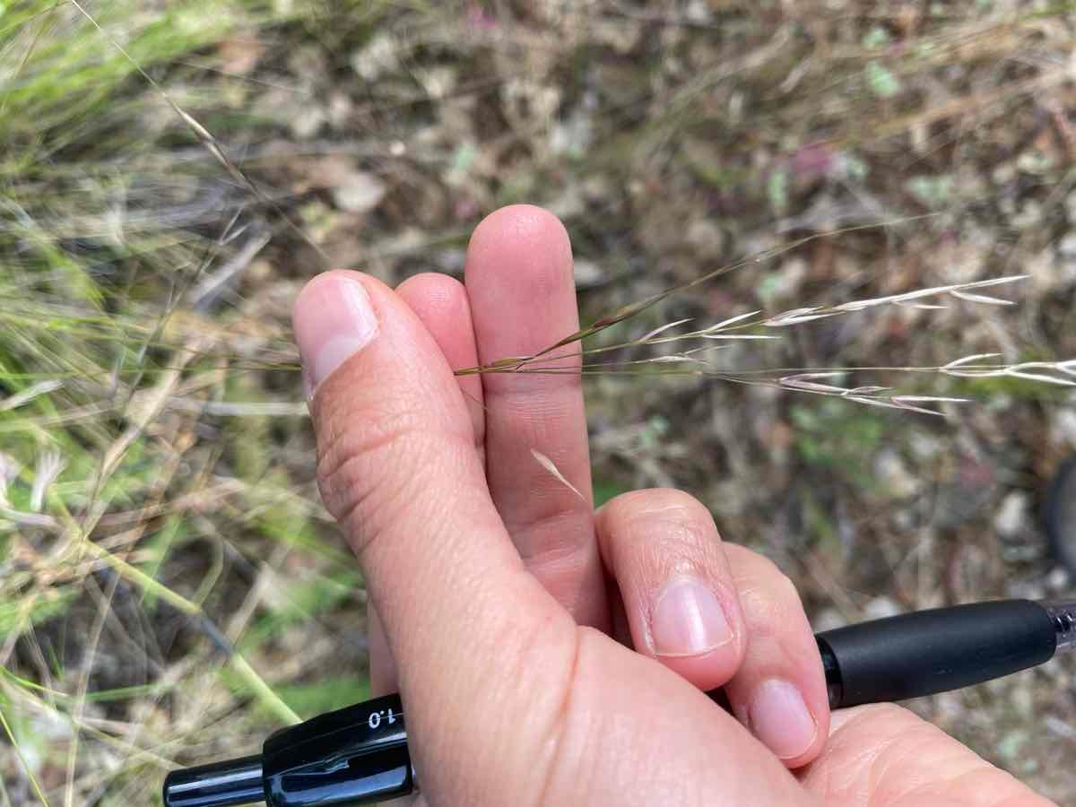 Stipa lepida