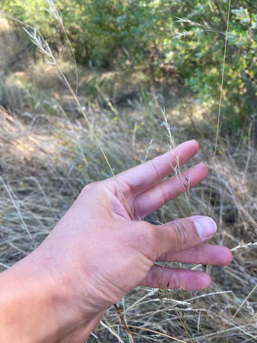 Stipa lepida