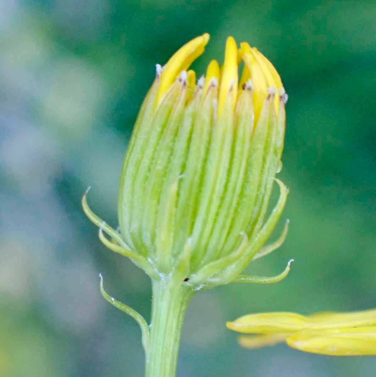 Senecio flaccidus var. monoensis