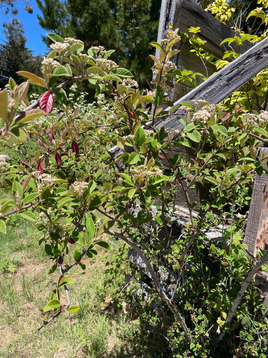 Cotoneaster franchetii