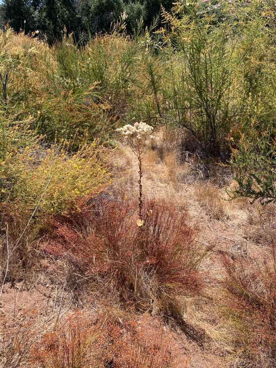 Calochortus weedii var. intermedius