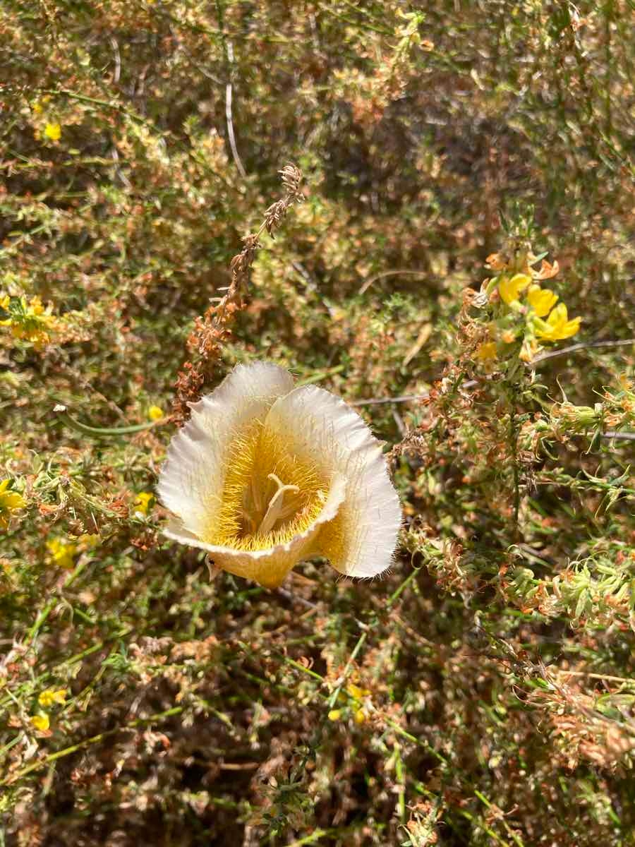 Calochortus weedii var. intermedius