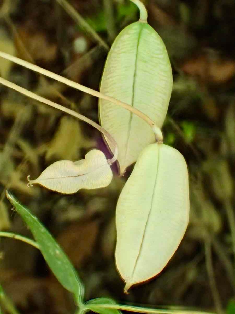 Calochortus albus