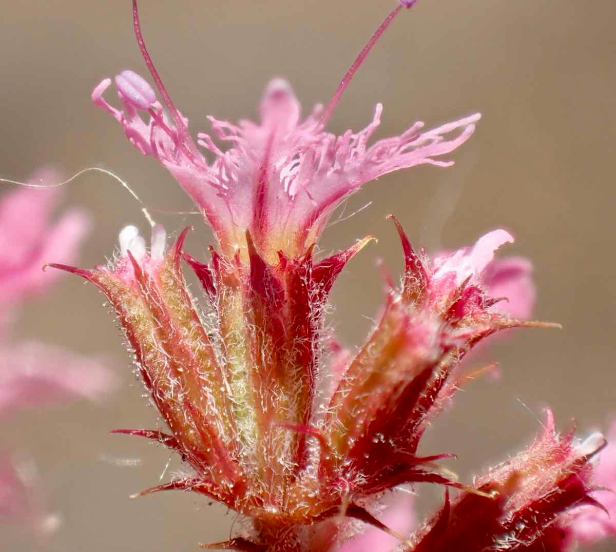 Chorizanthe fimbriata var. fimbriata