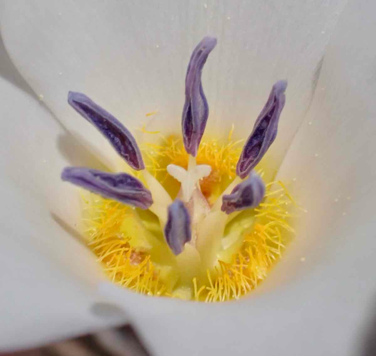 Calochortus panamintensis