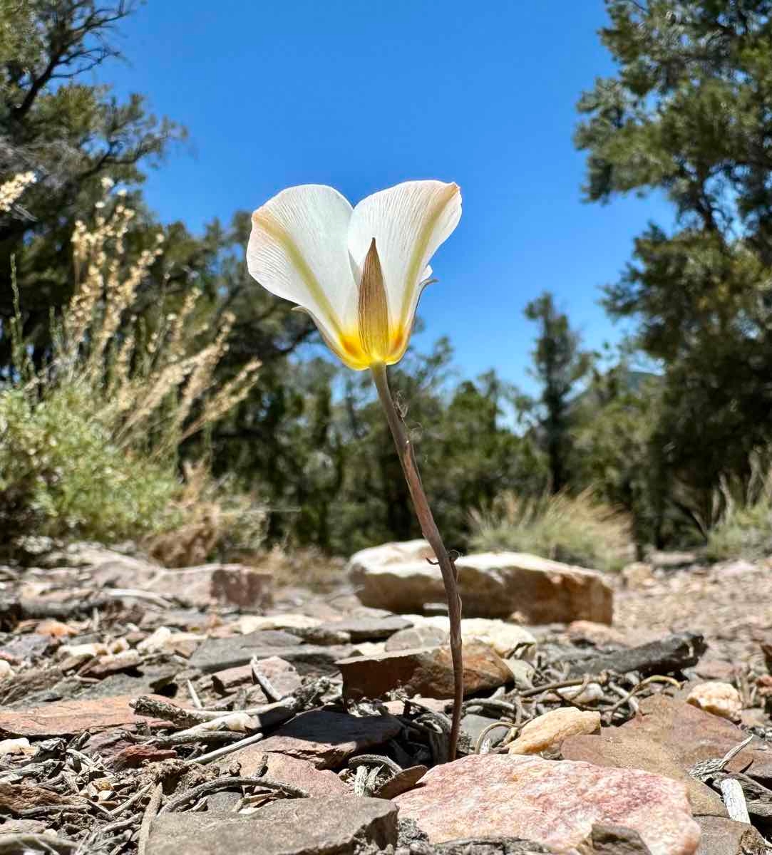 Calochortus panamintensis