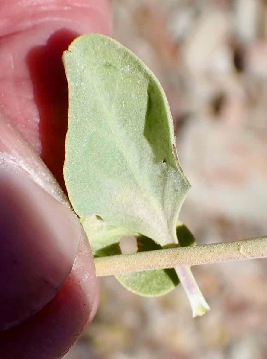 Salvia pachyphylla