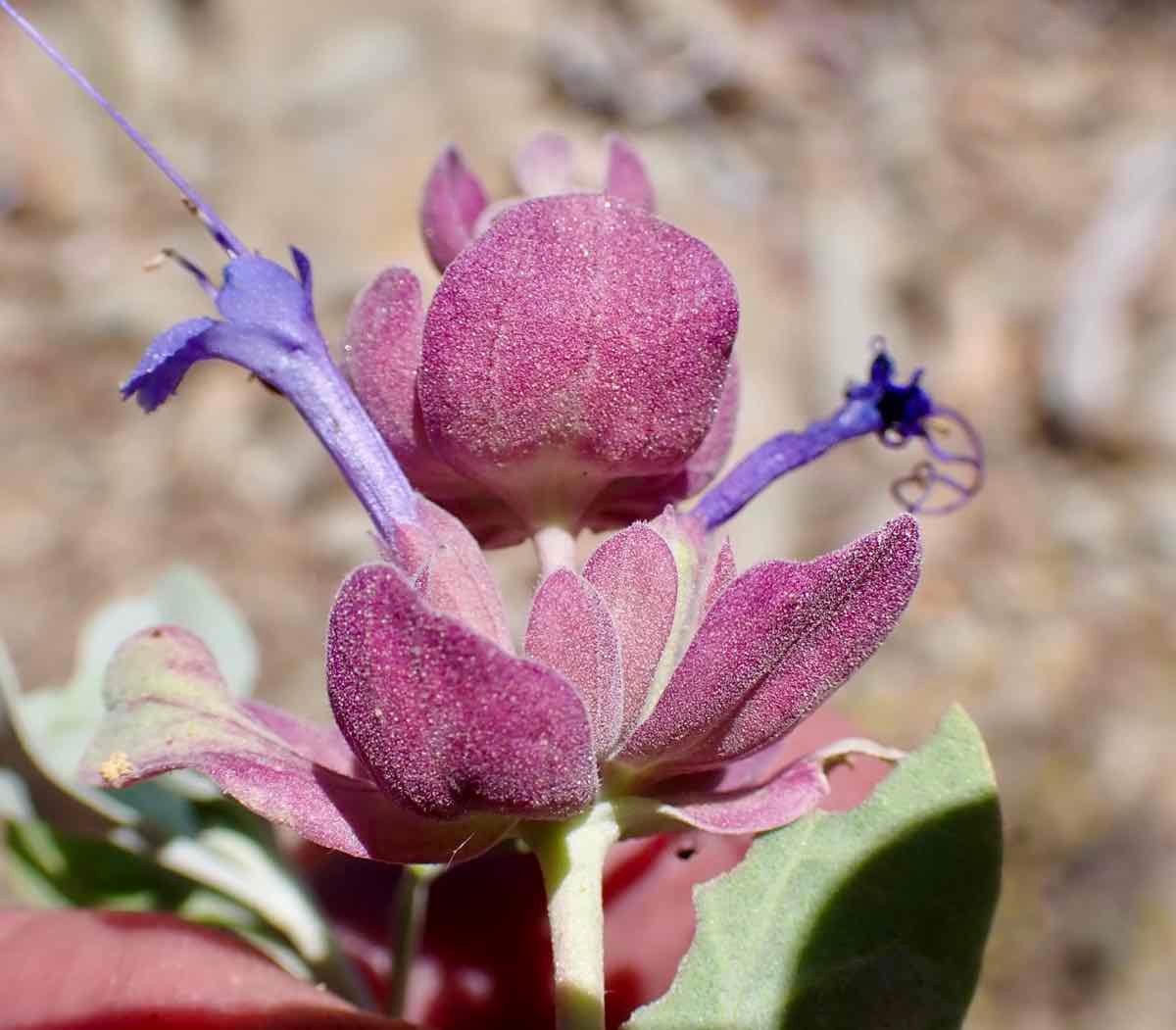 Salvia pachyphylla