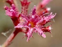 Chorizanthe fimbriata var. fimbriata