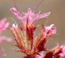 Chorizanthe fimbriata var. fimbriata