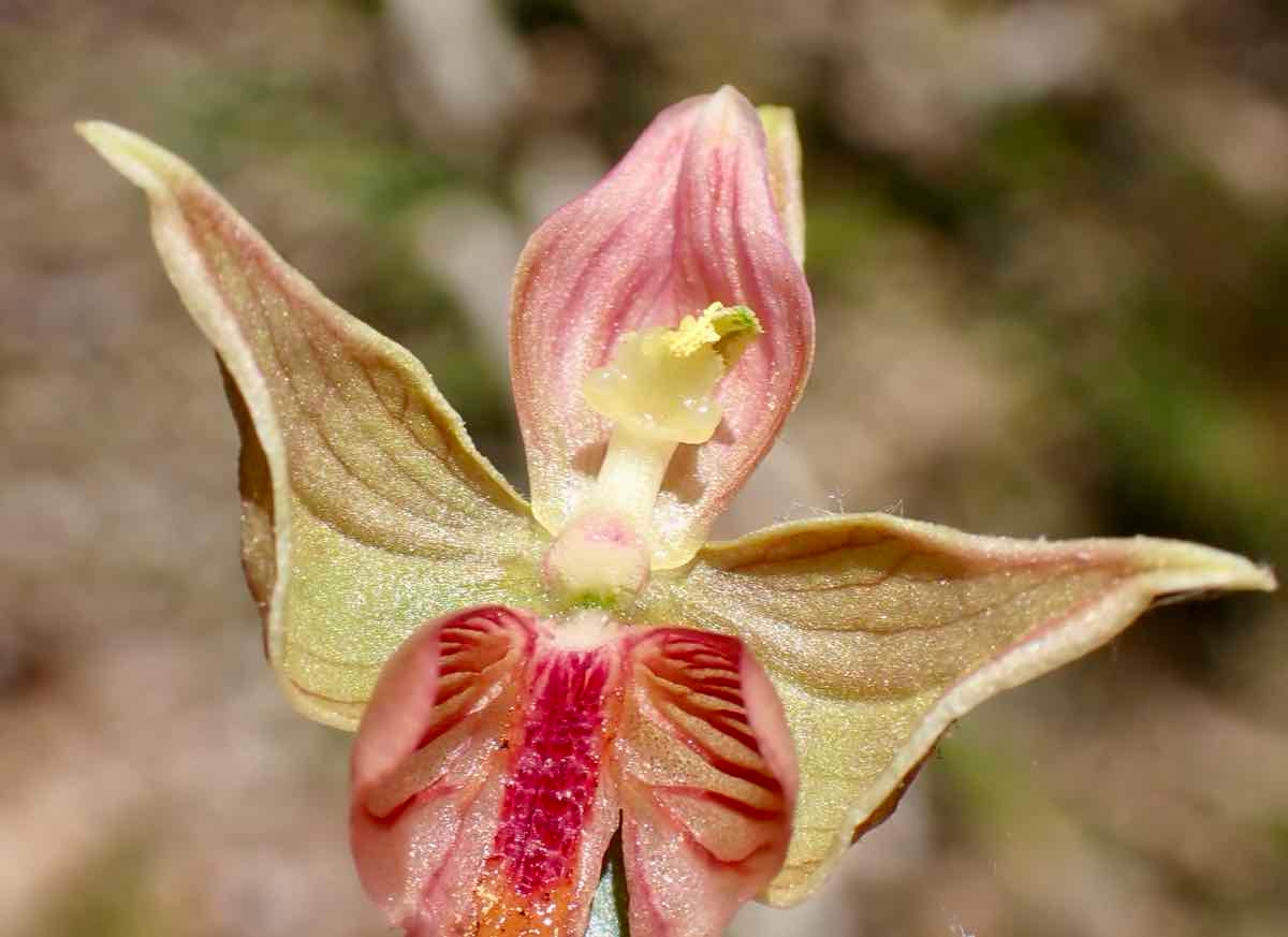 Epipactis gigantea