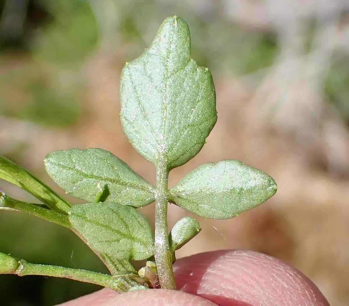 Nasturtium officinale