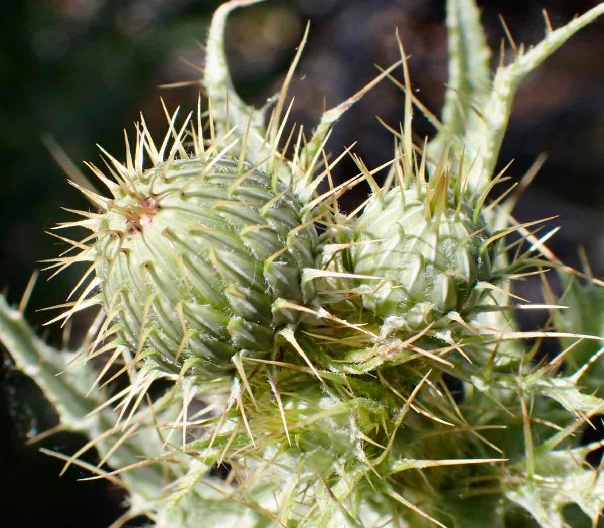 Cirsium mohavense